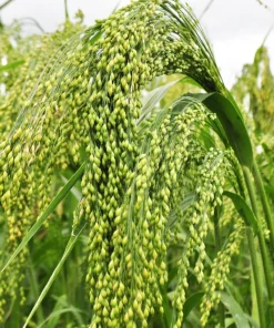 Proso Millet Seeds - 200 White Common Panicum Miliaceum Grass Seeds - Image 5