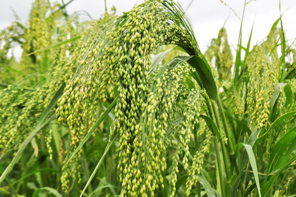 Proso Millet Seeds - 200 White Common Panicum Miliaceum Grass Seeds - Image 5