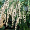 Proso Millet Seeds - 200 White Common Panicum Miliaceum Grass Seeds - Image 1