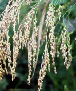 Proso Millet Seeds - 200 White Common Panicum Miliaceum Grass Seeds - Image 1