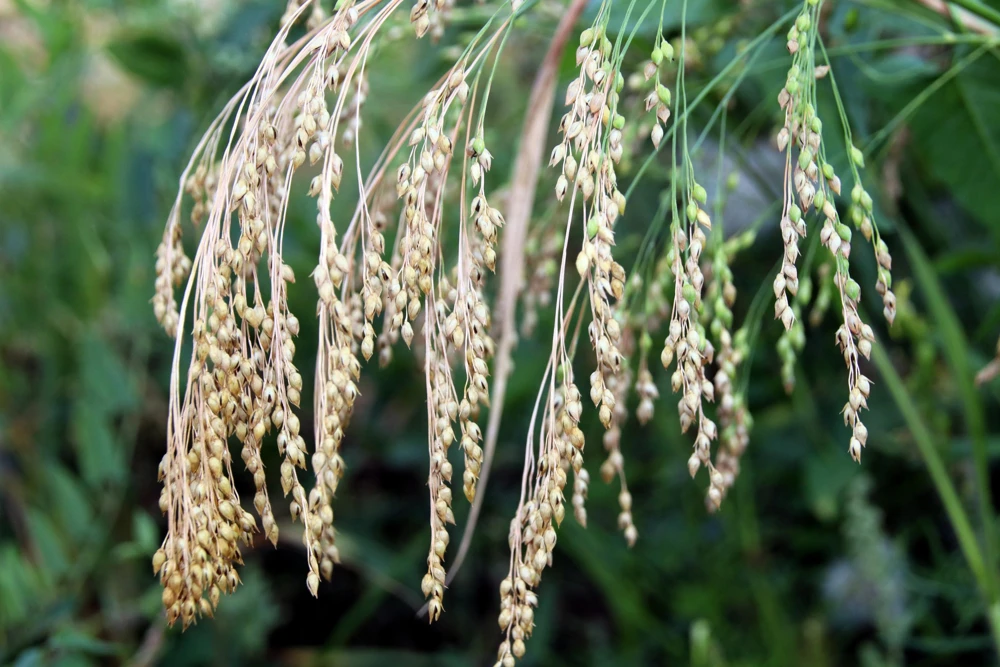 Proso Millet Seeds - 200 White Common Panicum Miliaceum Grass Seeds - Image 1