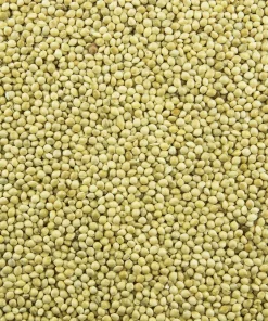 Proso Millet Seeds - 200 White Common Panicum Miliaceum Grass Seeds - Image 6