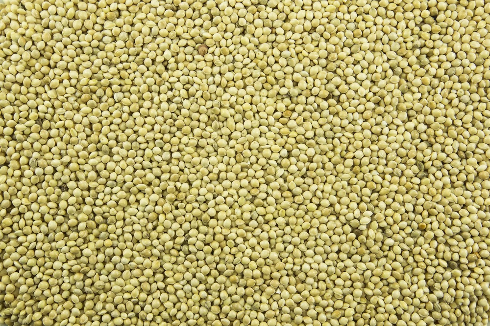 Proso Millet Seeds - 200 White Common Panicum Miliaceum Grass Seeds - Image 6