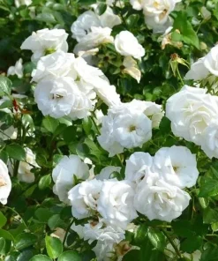 Prosperity White Climbing Rose Live Plant – Elegant White Climber 4-6 Inch Tall Outdoor - Image 2