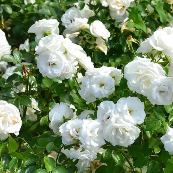 Prosperity White Climbing Rose Live Plant – Elegant White Climber 4-6 Inch Tall Outdoor - Image 2