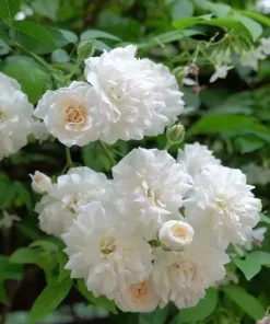 Prosperity White Climbing Rose Live Plant – Elegant White Climber 4-6 Inch Tall Outdoor - Image 3