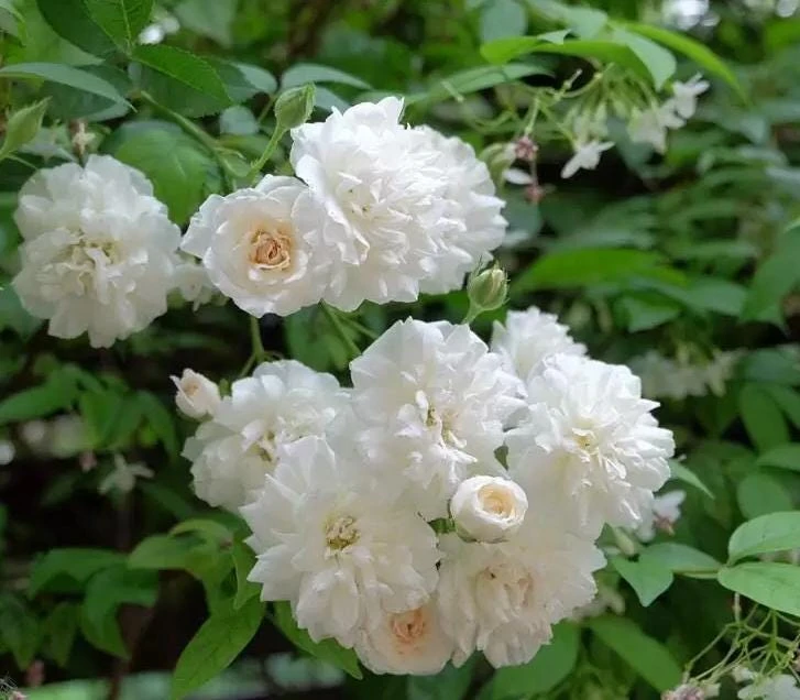Prosperity White Climbing Rose Live Plant – Elegant White Climber 4-6 Inch Tall Outdoor - Image 3