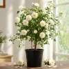 Prosperity White Climbing Rose Live Plant – Elegant White Climber 4-6 Inch Tall Outdoor - Image 1
