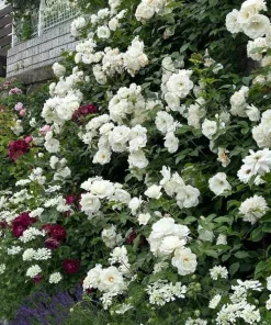 Prosperity White Climbing Rose Live Plant – Elegant White Climber 4-6 Inch Tall Outdoor - Image 4