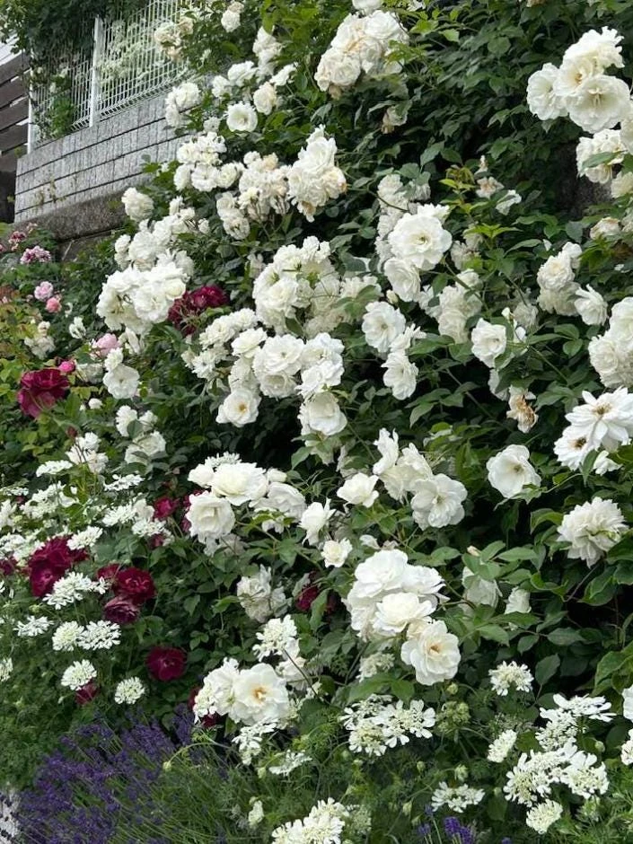 Prosperity White Climbing Rose Live Plant – Elegant White Climber 4-6 Inch Tall Outdoor - Image 4