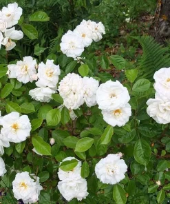 Prosperity White Climbing Rose Live Plant – Elegant White Climber 4-6 Inch Tall Outdoor - Image 5