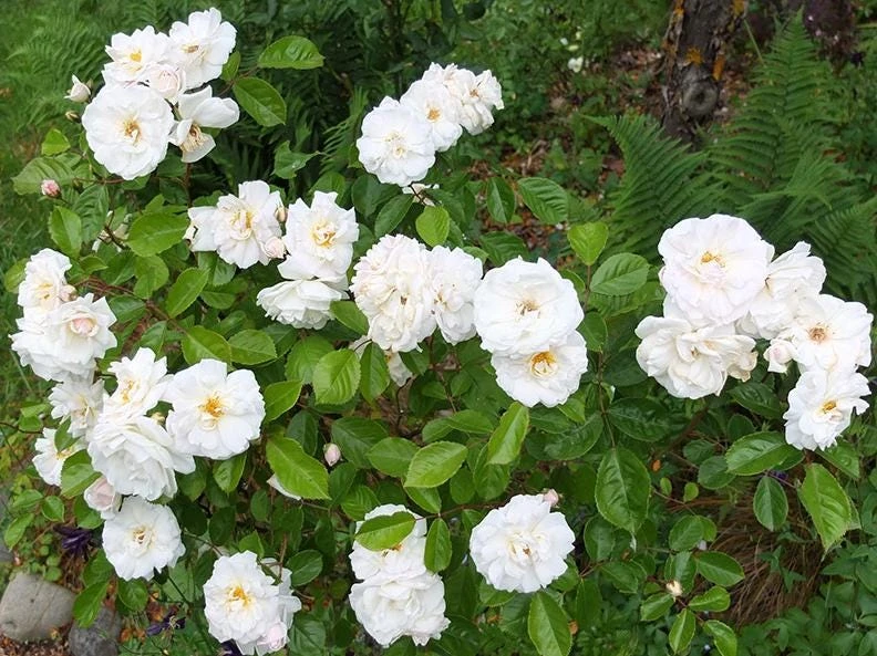 Prosperity White Climbing Rose Live Plant – Elegant White Climber 4-6 Inch Tall Outdoor - Image 5