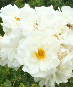 Prosperity White Climbing Rose Live Plant – Elegant White Climber 4-6 Inch Tall Outdoor - Image 6