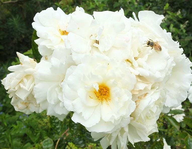 Prosperity White Climbing Rose Live Plant – Elegant White Climber 4-6 Inch Tall Outdoor - Image 6