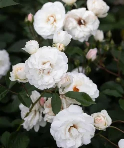 Prosperity White Climbing Rose Live Plant – Elegant White Climber 4-6 Inch Tall Outdoor - Image 7