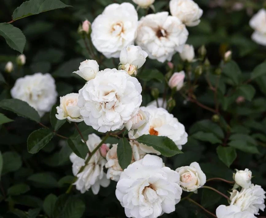 Prosperity White Climbing Rose Live Plant – Elegant White Climber 4-6 Inch Tall Outdoor - Image 7