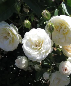 Prosperity White Climbing Rose Live Plant – Elegant White Climber 4-6 Inch Tall Outdoor - Image 8