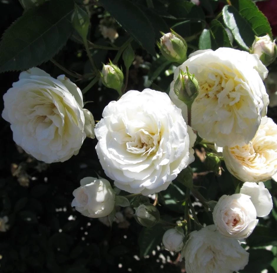 Prosperity White Climbing Rose Live Plant – Elegant White Climber 4-6 Inch Tall Outdoor - Image 8