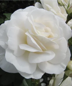 Prosperity White Climbing Rose Live Plant - Fragrant White Flowers, 4-6 Inch Tall - Image 2