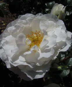 Prosperity White Climbing Rose Live Plant - Fragrant White Flowers, 4-6 Inch Tall - Image 3