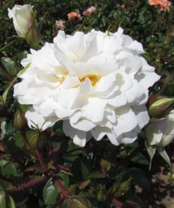 Prosperity White Climbing Rose Live Plant - Fragrant White Flowers, 4-6 Inch Tall - Image 4
