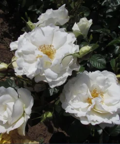 Prosperity White Climbing Rose Live Plant - Fragrant White Flowers, 4-6 Inch Tall - Image 5