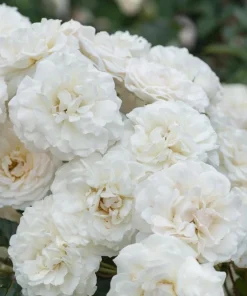 Prosperity White Climbing Rose Live Plant - Fragrant White Flowers, 4-6 Inch Tall - Image 6