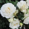 Prosperity White Climbing Rose Live Plant - Fragrant White Flowers, 4-6 Inch Tall - Image 1