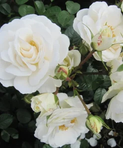 Prosperity White Climbing Rose Live Plant - Fragrant White Flowers, 4-6 Inch Tall - Image 1