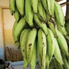 Puerto Rican Plantain Tree Live Plant - Organic Banana Tree for Home Garden - Image 1