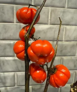 Pumpkin On A Stick Seeds - Solanum integrifolium Ornamental Eggplant - 15 Seeds - Image 3