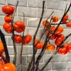 Pumpkin On A Stick Seeds - Solanum integrifolium Ornamental Eggplant - 15 Seeds - Image 1