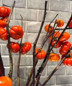 Pumpkin On A Stick Seeds - Solanum integrifolium Ornamental Eggplant - 15 Seeds - Image 1