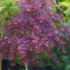 Pung Kil Japanese Maple Live Plant - Acer Palmatum - Rare Red Foliage - #1 Container - 15-18" Tall - Outdoor - Image 1