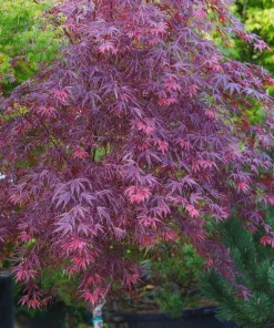 Pung Kil Japanese Maple Live Plant - Acer Palmatum - Rare Red Foliage - #1 Container - 15-18