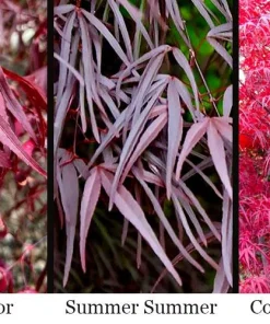Pung Kil Japanese Maple Live Plant - Acer Palmatum - Rare Red Foliage - #1 Container - 15-18