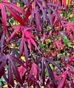 Pung Kil Japanese Maple Live Plant - Acer Palmatum - Rare Red Foliage - #1 Container - 15-18