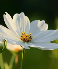 Purity Cosmos Seeds – Elegant White Flowers – 50 Seed Pack – Outdoor Annual - Image 2