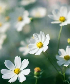 Purity Cosmos Seeds – Elegant White Flowers – 50 Seed Pack – Outdoor Annual - Image 3