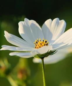 Purity Cosmos Seeds – Elegant White Flowers – 50 Seed Pack – Outdoor Annual - Image 4