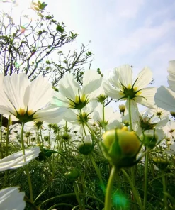Purity Cosmos Seeds – Elegant White Flowers – 50 Seed Pack – Outdoor Annual - Image 5