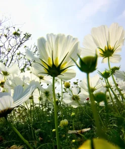 Purity Cosmos Seeds – Elegant White Flowers – 50 Seed Pack – Outdoor Annual - Image 6