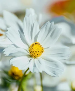 Purity Cosmos Seeds – Elegant White Flowers – 50 Seed Pack – Outdoor Annual - Image 7