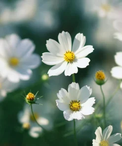 Purity Cosmos Seeds – Elegant White Flowers – 50 Seed Pack – Outdoor Annual - Image 8