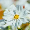 Purity Cosmos Seeds – Elegant White Flowers – 50 Seed Pack – Outdoor Annual - Image 1