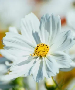 Purity Cosmos Seeds – Elegant White Flowers – 50 Seed Pack – Outdoor Annual - Image 1