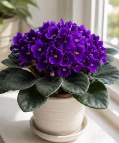 Purple African Violet Live Plant, 3-5 Inch Tall in 4 Inch Pot, Blooming Houseplant - Image 2