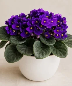 Purple African Violet Live Plant, 3-5 Inch Tall in 4 Inch Pot, Blooming Houseplant - Image 3