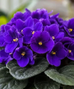 Purple African Violet Live Plant, 3-5 Inch Tall in 4 Inch Pot, Blooming Houseplant - Image 4