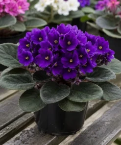 Purple African Violet Live Plant, 3-5 Inch Tall in 4 Inch Pot, Blooming Houseplant - Image 5